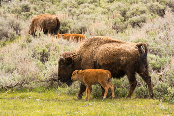 Bison with Calf in Yellowstone National Park