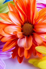 beautiful orange flower