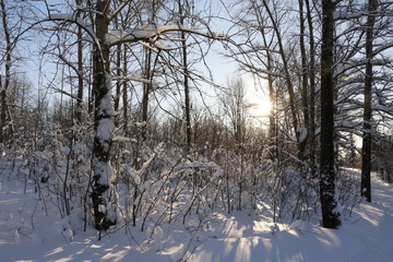 Trees in snow in sunny winter day