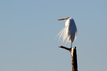 great egret perched on tree limb in wind