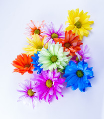 colorful spring flowers 
