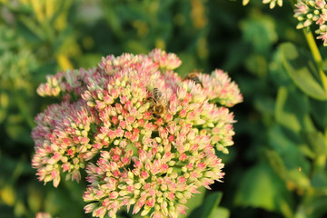 Closeup of a bee enjoying the pink flowers - Fette Henne (Sedum spectabile)