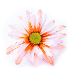 beautiful orange flower