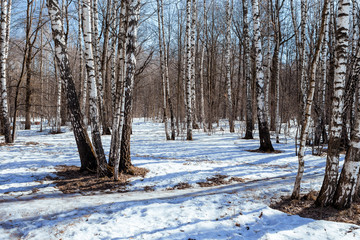 весна в березовой роще