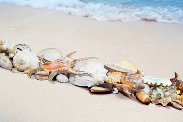 Fototapeta na wymiar Tropical shells on a beach