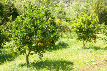 Orange trees with juicy oranges in spring.