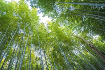 Papier Peint photo Bambou arashiyama bamboo forest  in kyoto japan