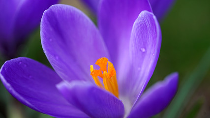 Purple snowdrop macro shot.