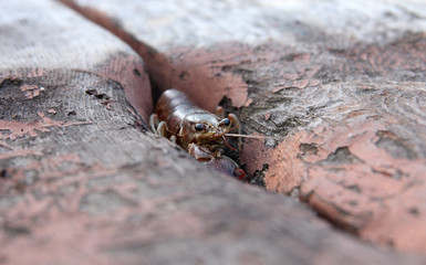 Crayfish