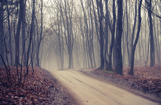 Fototapeta Forest road with dark trees on foggy late autumn day