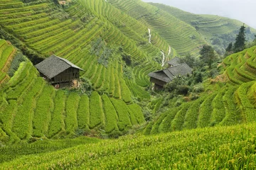 Views of green Longji terraced fields