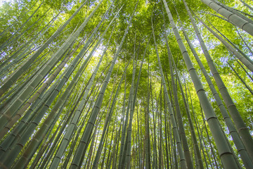 forêt de bambous d& 39 arashiyama à kyoto au japon