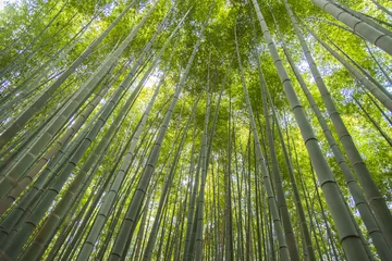 Papier Peint photo Lavable Bambou forêt de bambous d& 39 arashiyama à kyoto au japon