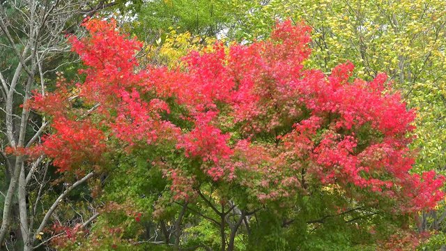 Bright red leaves of Japanese Maple (Acer palmatum) at autumn. 