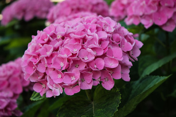 Pink hydrangea (hortensia)