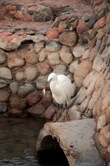 White heron on hunting