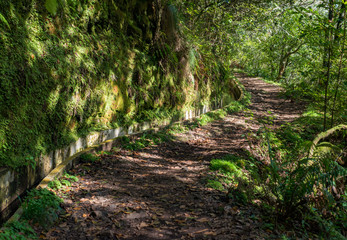 Madeira typical walking and hiking patch - Levada. This particular Levada do Furado leads from Ribeiro Frio through lush rain-forest with waterfalls and many beautiful trees.