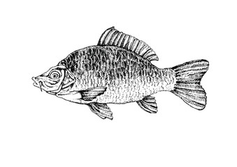 Obraz premium Vector Illustrations of Fish
