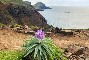 Coastline view of eastern part of Madeira Island - Ponta de Sao Lourenco with Matthiola maderensis, shrubby herb with purple / violet bloom, an endemic flowering plant species to the Madeira Islands.