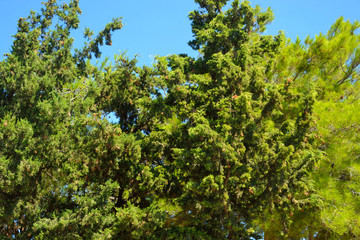 Fototapeta premium Coniferous trees, Greece.