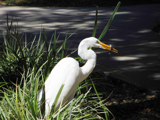 Great white heron Futter