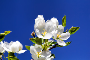 Naklejka na ściany i meble Flowers of apple against the blue sky, macro