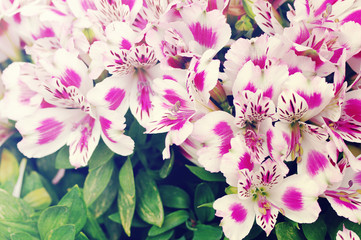 Beautiful pink flowers of a lily. Flower background with pink lilies