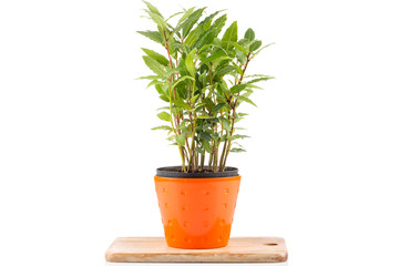 Small laurel tree in flower pot