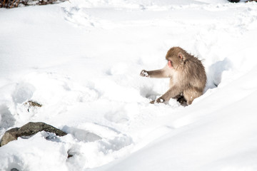 Snow Monkey at Jigokudani park