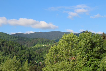 Obraz premium Hills covered with Spring greenery. Carpathian. Ukraine