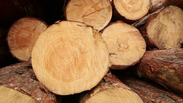 Timber construction timber board wooden