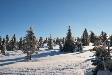 pine trees in the sun on a snow covered hafjell top