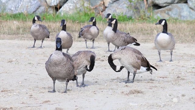 Group of Canadian Geese standing relaxing in water 