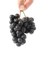 Bunch of  ripe grapes in hand