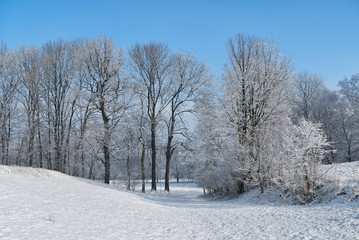 Winter landscape