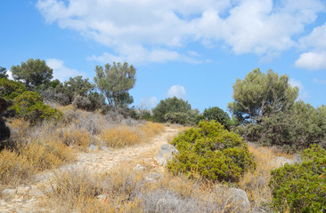 Summer mountain landscape.