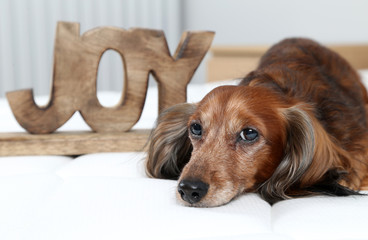 Dachshund dog with sign "joy"