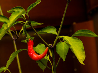 details of a plant of red hot chili pepper