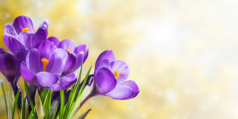 Belles fleurs de crocus de printemps