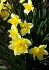 spring yellow flowers, close up