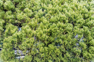 green prickly pine leaf