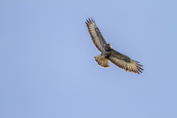 Obraz premium Mäusebussard (Buteo buteo)