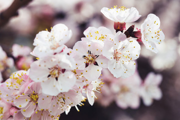 Obraz premium Flowers of the cherry blossoms