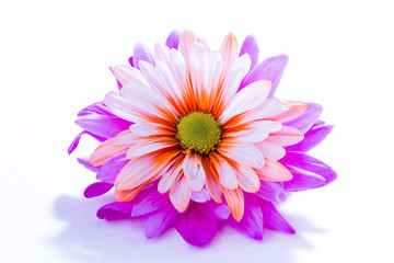 beautiful orange  and purple flower