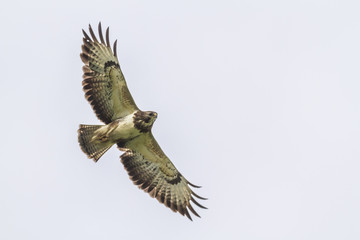Obraz premium Mäusebussard (Buteo buteo)