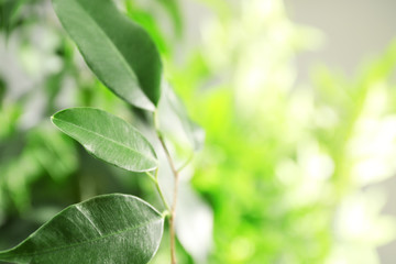 Green leaves of ficus on unfocused background