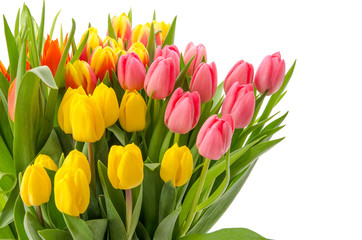 Fototapeta premium Verschiedene Tulpen