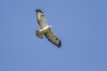 Fototapeta premium Mäusebussard (Buteo buteo)