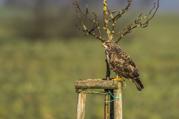 Mäusebussard (Buteo buteo)