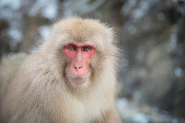 Snow Monkey at Jigokudani park